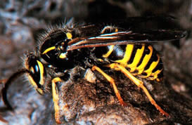 How To Find And Treat Yellowjacket Nests