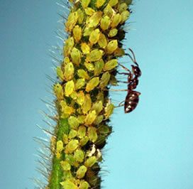 Ant tending a large group of aphids