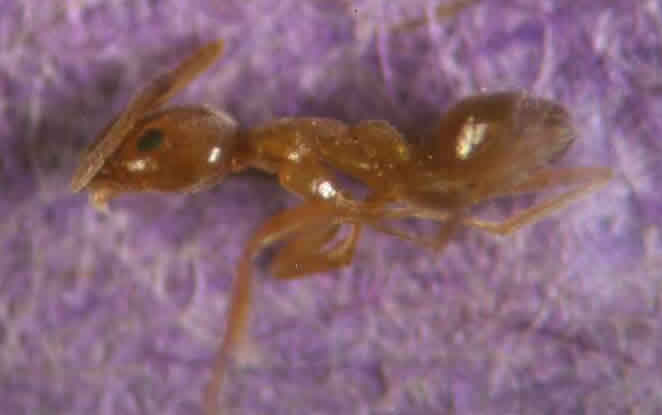 Argentine ant worker
