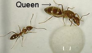 Argentine ant worker and queen