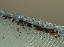 Bed bugs and fecal spots in mattress seam