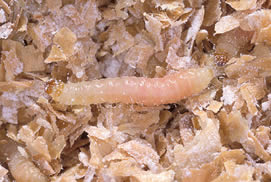 indianmeal moth larva