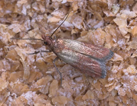 Indianmeal moth adult