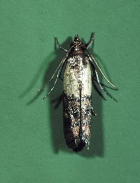 Indianmeal moth adult