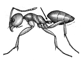 Profile of odorous house ant