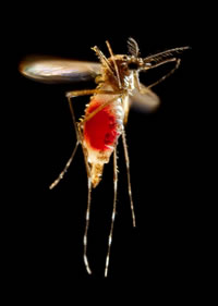 aedes aegypti mosquito