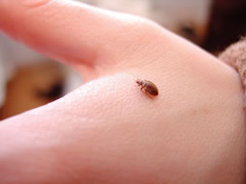 bed bug on hand