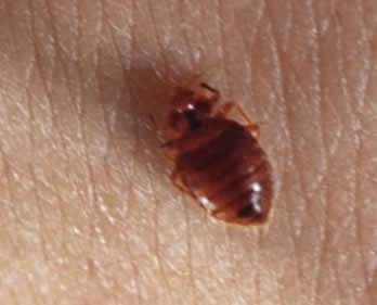 Bed bug feeding on skin surface, seen from above