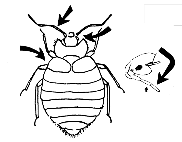 drawing of bed bug showing shape and key characters