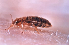 bed bug in profile, feeding