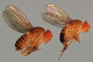 A pair of fruit flies