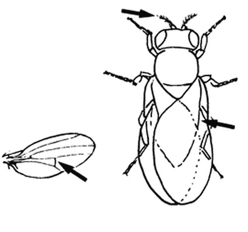Line drawing of fruit fly shape