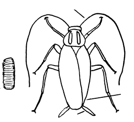 Profile of argentine ant