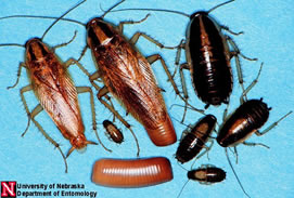 German cockroaches of various stages