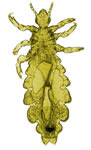 head louse adult