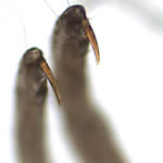 Head louse claws, close up