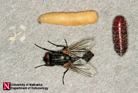 House fly eff, larva, pupa, adult