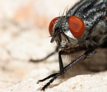 Close up of house fly