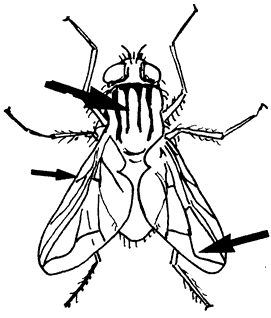 House fly graphic showing shape