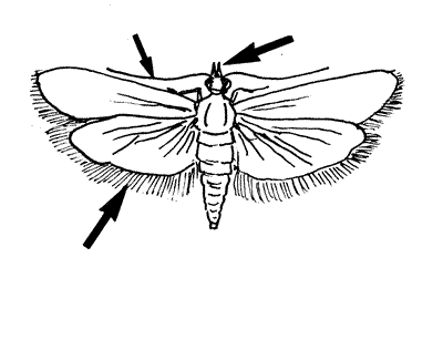 Indianmeal moth line drawing