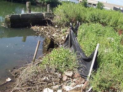 Midge breeding area