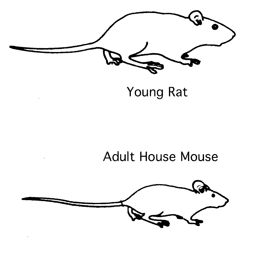 Profiles comparing  adult house mouse and young rat