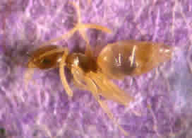 Odorous house ant worker