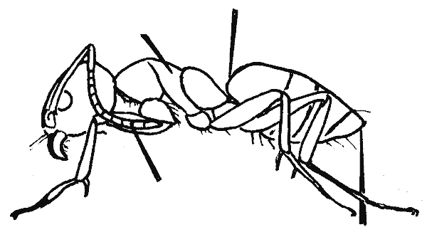 Odorous house ant profile showing basic shape