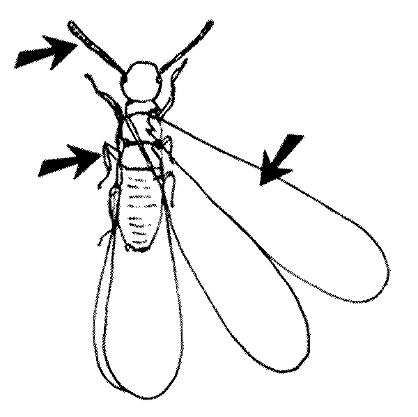 Profile of argentine ant