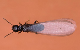 Termite swarmer photo
